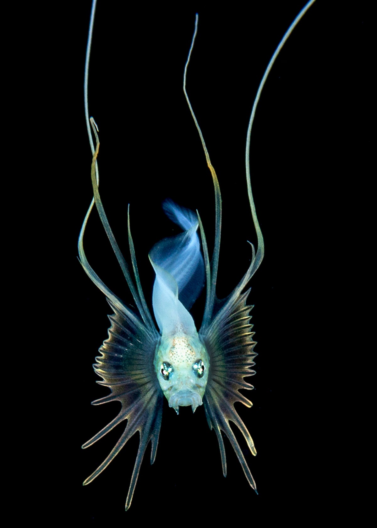 Gargoyle cusk eel